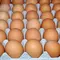Eggs wholesale chicken eggs free range eggs